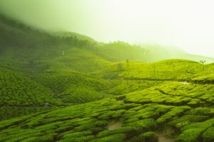 日本茶のルーツである径山茶の入れ方とその歴史。中国の緑茶・径山茶