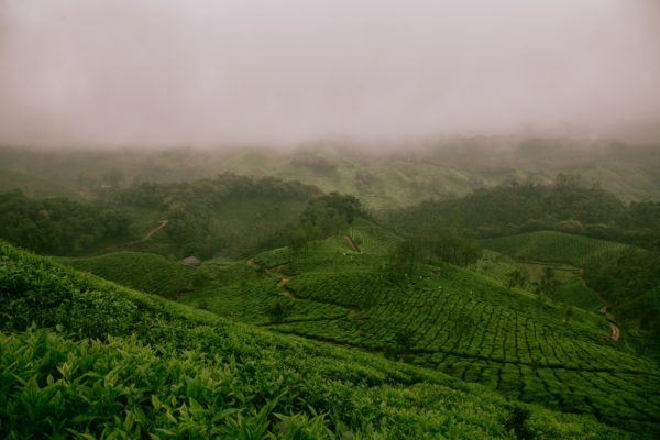 中国茶緑茶の中で知名度が高い龍井茶のアレコレ・中国茶緑茶の淹れ方